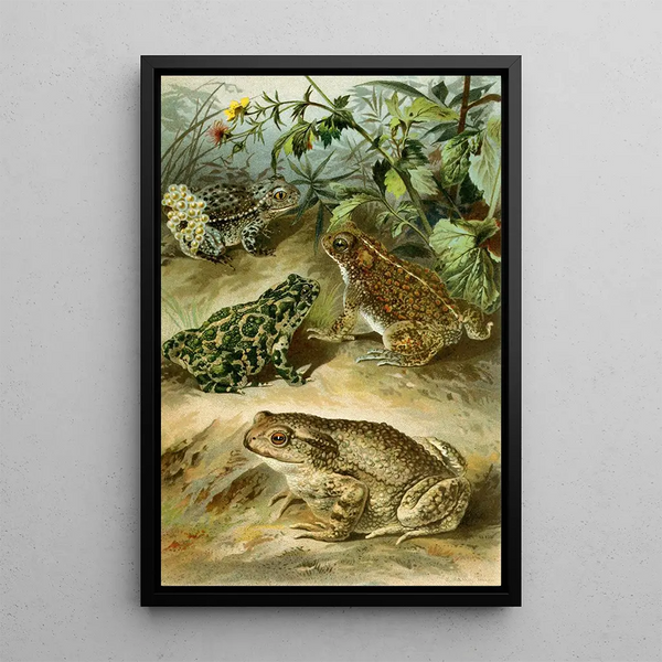 Bufo vulgaris Bufo viridis Bufo calamita Alytes obstetricans - Bruno Drigen — framed artwork on a wall