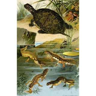 Bruno Drigen - Emys europaea Triton Vulgaris Triton Paradoxus.webp