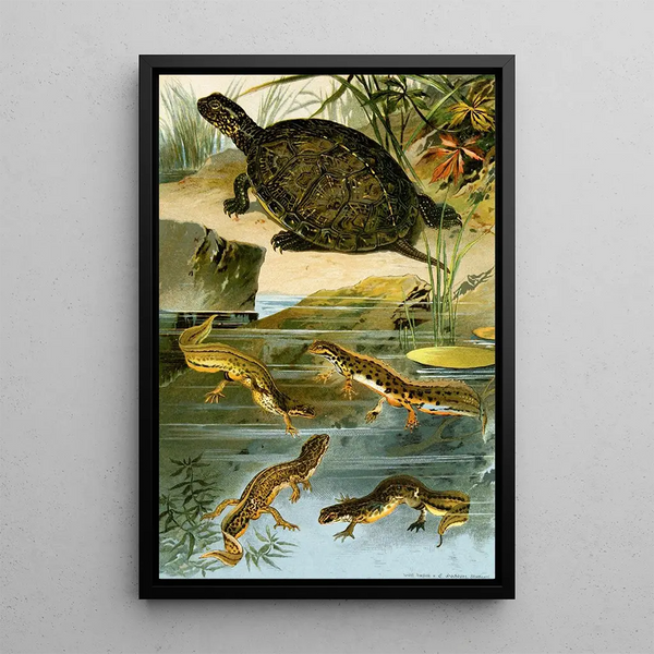 Emys europaea Triton Vulgaris Triton Paradoxus - Bruno Drigen — framed artwork on a wall