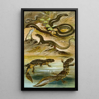 Reproduction of the painting Lacerta vivipara Triton cristatus Anguis fragilis - Bruno Drigen