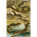 Reproduction of the painting Lacerta vivipara Triton cristatus Anguis fragilis - Bruno Drigen