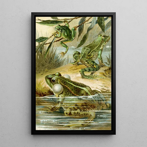 Rana esculenta Rana esculenta ridibunda Hyla arborea - Bruno Drigen — framed artwork on a wall