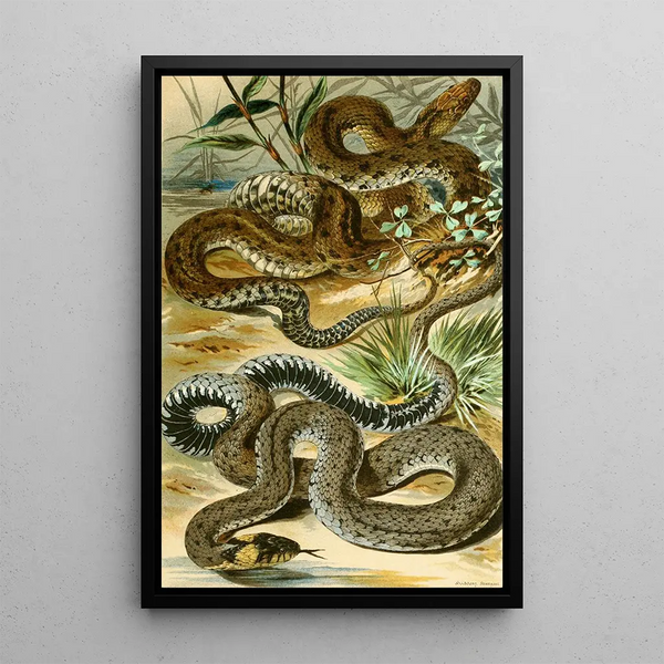Reproduction of the painting Tropidonotus tessellatus Tropidonotus natrix - Bruno Drigen