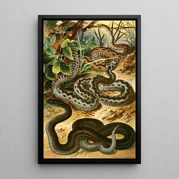 Vipera berus - Bruno Drigen — framed artwork on a wall