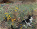 Chat dans un pré fleuri - Bruno Liljefors — artwork view