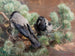 Crows - Bruno Liljefors — artwork view