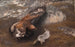 Eagle and Hare - Bruno Liljefors — artwork view