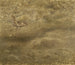 Courlis cendré - Bruno Liljefors — artwork view
