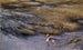Grebe - Bruno Liljefors — artwork view