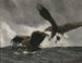 Sea Eagles - Bruno Liljefors — artwork view