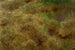 Nest of Snipes - Bruno Liljefors — artwork view