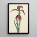 Reproduction of the painting Amaryllis Formosissima - CJ Kruimel