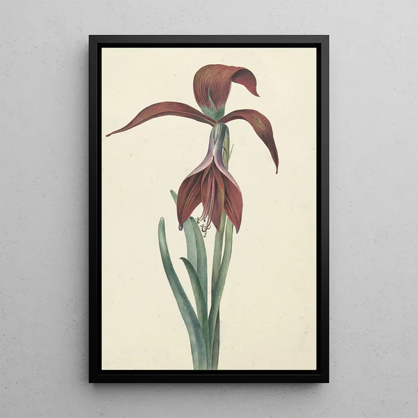 Reproduction of the painting Amaryllis Formosissima - CJ Kruimel