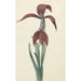 Reproduction of the painting Amaryllis Formosissima - CJ Kruimel