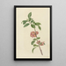 Reproduction of the painting Cherry Blossom Branch Painting - CJ Kruimel