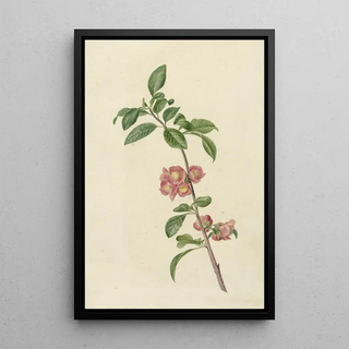 CJ Kruimel - Bloeiende tak Japanse kers.webp