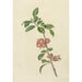 Reproduction of the painting Cherry Blossom Branch Painting - CJ Kruimel