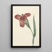 Reproduction of the painting Named Ferraria Tigrina - CJ Kruimel