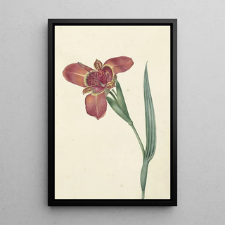 Reproduction of the painting Named Ferraria Tigrina - CJ Kruimel