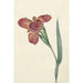 Reproduction of the painting Named Ferraria Tigrina - CJ Kruimel