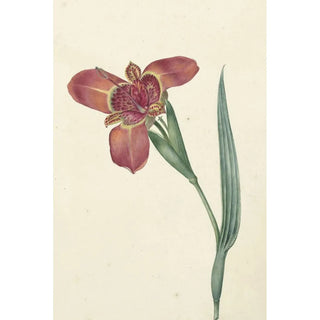 Reproduction of the painting Named Ferraria Tigrina - CJ Kruimel