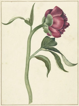 Peony Flower Painting - C. J. Kruimel — artwork view