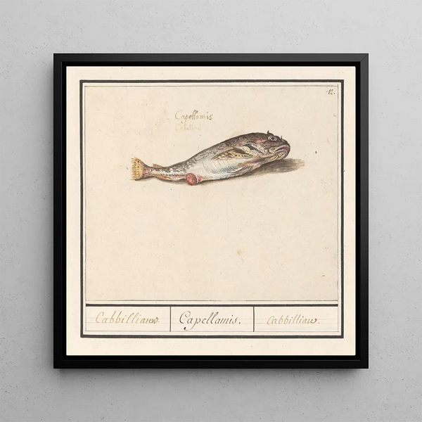 Cod Gadus morhua, Cabbilliauw, Capellamis, Cabbilliau - Anselmus Botius de Boodt — framed artwork on a wall