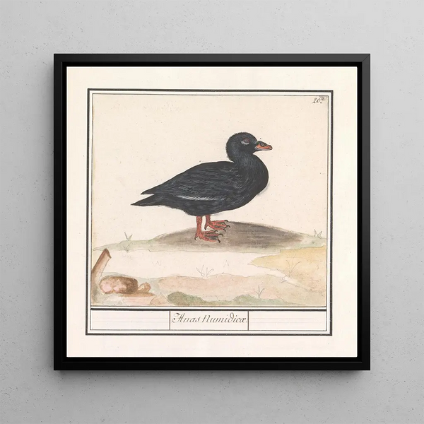 Black Duck Melanitta nigra - Anselmus Botius de Boodt — framed artwork on a wall