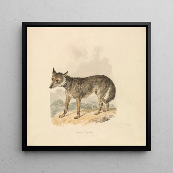 Canis Lupus or Gray Wolf - Samuel Howitt — framed artwork on a wall