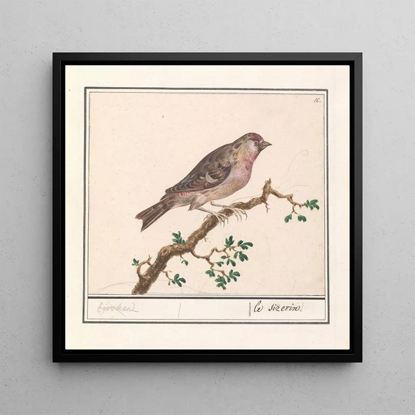 Carduelis flammea - Anselmus Botius de Boodt — framed artwork on a wall