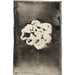 Flower III - Carel Adolph Lion Cachet — artwork view