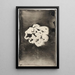 Flower III - Carel Adolph Lion Cachet — framed artwork on a wall