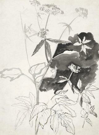 Study of Plants - Carel Adolph Lion Cachet — artwork view