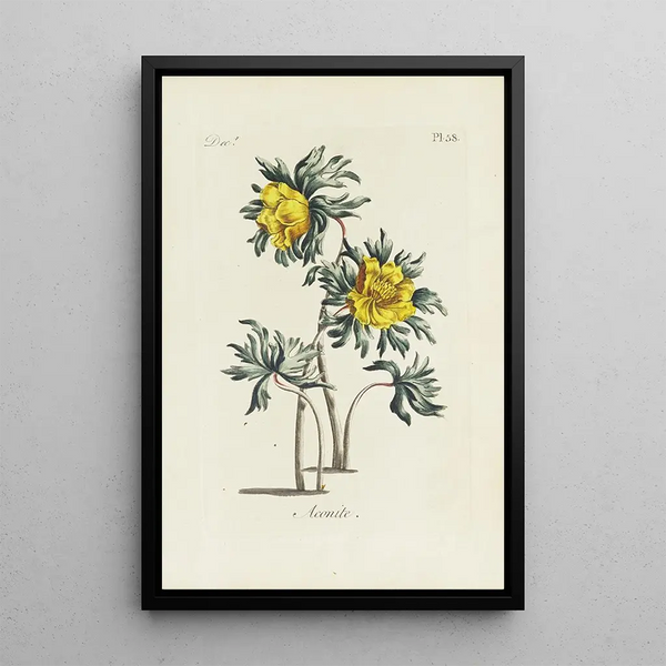 Aconit - Carington Bowles — framed artwork on a wall