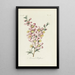 Flower of Almond Tree - Carington Bowles — framed artwork on a wall