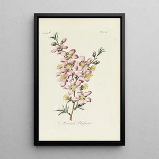 Flower of Almond Tree - Carington Bowles — framed artwork on a wall