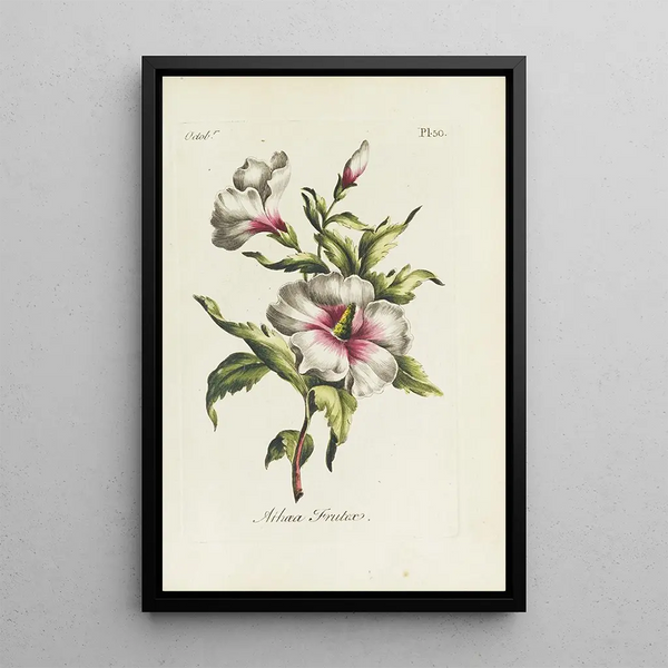 Althaea frutex - Carington Bowles — framed artwork on a wall