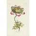Reproduction of the painting Anémone - Carington Bowles