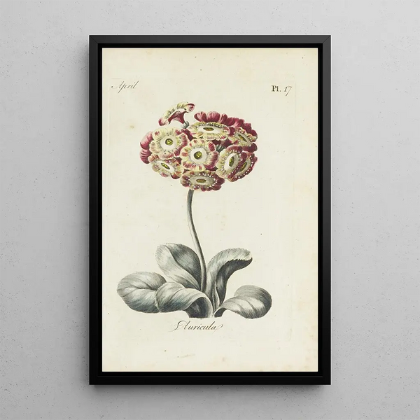 Reproduction of the painting Auricule - Carington Bowles