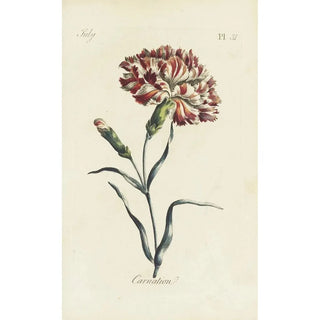 Œillet - Carington Bowles — artwork view