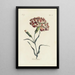 Œillet - Carington Bowles — framed artwork on a wall