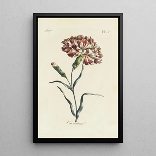 Œillet - Carington Bowles — framed artwork on a wall