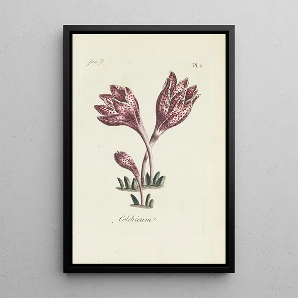 Colchic - Carington Bowles — framed artwork on a wall