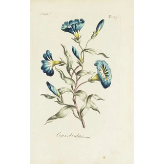 Wisteria - Carington Bowles — artwork view