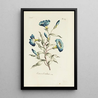 Wisteria - Carington Bowles — framed artwork on a wall