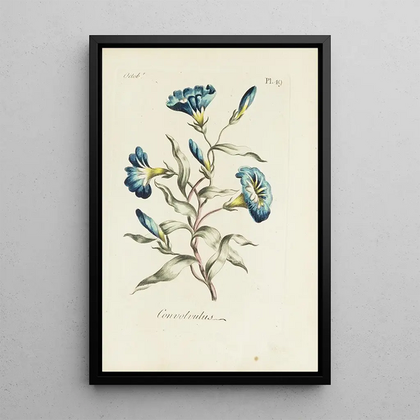 Wisteria - Carington Bowles — framed artwork on a wall