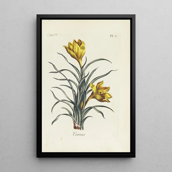 Reproduction of the painting Crocus - Carington Bowles