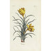 Reproduction of the painting Crocus - Carington Bowles
