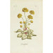 Ranunculus - Carington Bowles — artwork view