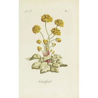 Ranunculus - Carington Bowles — artwork view